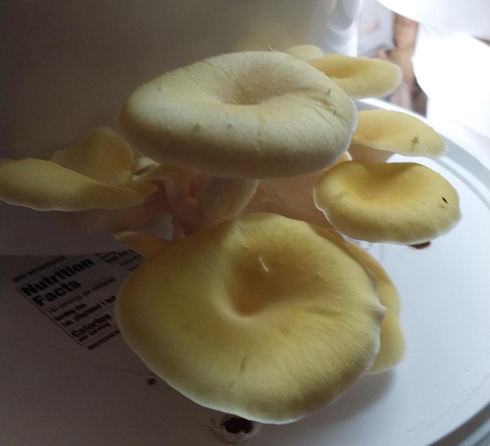 Organic Golden Oyster ‘Spray & Grow’ Mushroom Growing Kit - Customer Photo From Amanda Banta