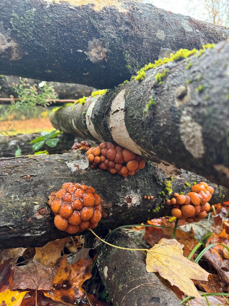 Organic Nameko Mushroom Plug Spawn - Customer Photo From Skinny