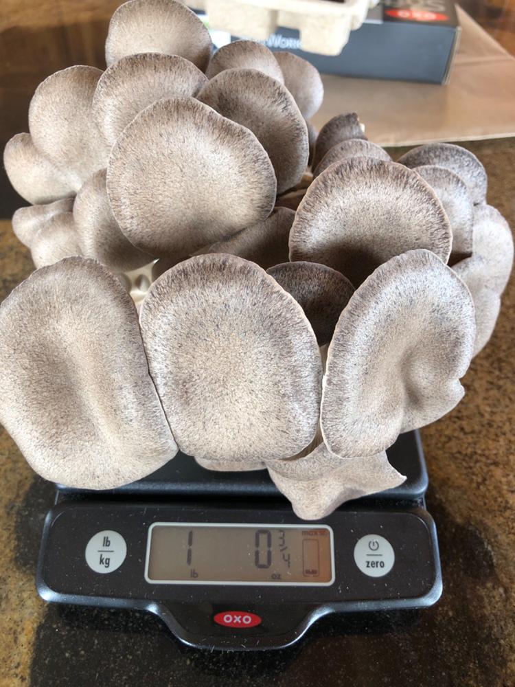 ‘BoomRoom’ Automated Mushroom Martha Tent Grow Kit - Customer Photo From Mylene Buttross