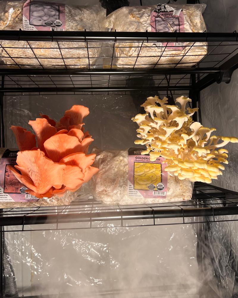 ‘BoomRoom’ Automated Mushroom Martha Tent Grow Kit - Customer Photo From TommyT