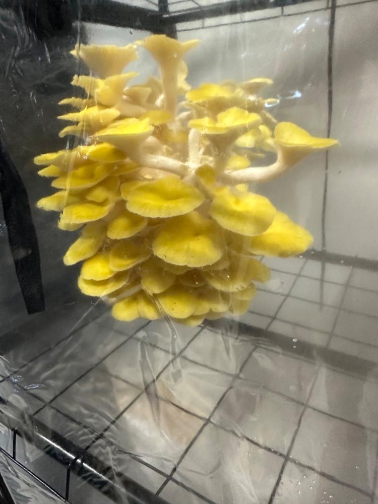 ‘BoomRoom’ Automated Mushroom Martha Tent Grow Kit - Customer Photo From Jon Forbis
