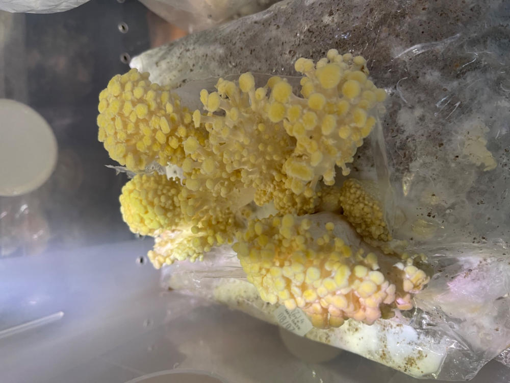 Organic Golden Oyster Mushroom Grow Kit Fruiting Block - Customer Photo From Michael Lengefeld