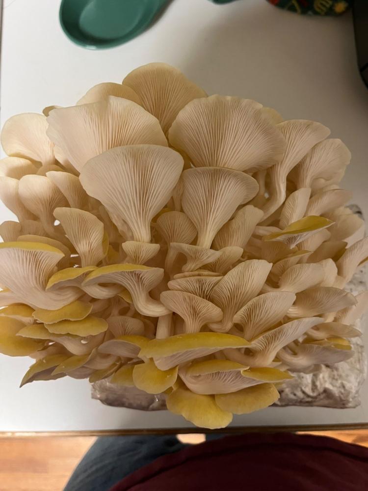 Organic Golden Oyster Mushroom Grow Kit Fruiting Block - Customer Photo From Brian Hubbard