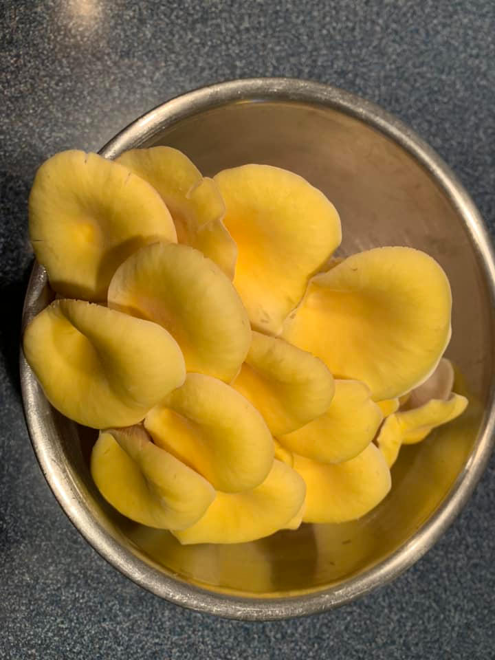 Organic Golden Oyster Mushroom Grow Kit Fruiting Block - Customer Photo From Paul Doniger