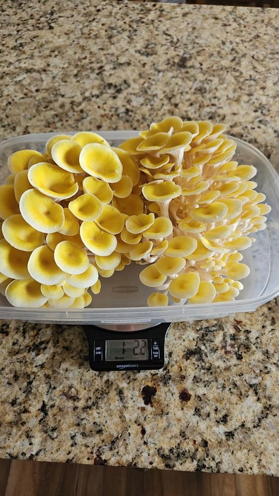 Organic Golden Oyster Mushroom Grow Kit Fruiting Block - Customer Photo From Eric 