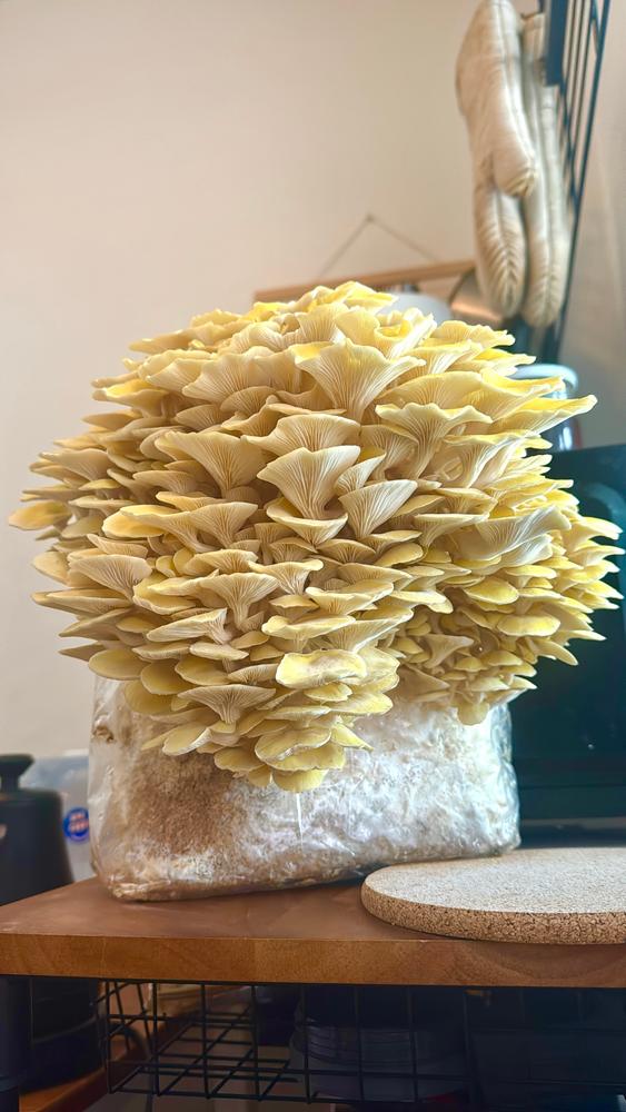 Organic Golden Oyster Mushroom Grow Kit Fruiting Block - Customer Photo From Jesús Cervantes