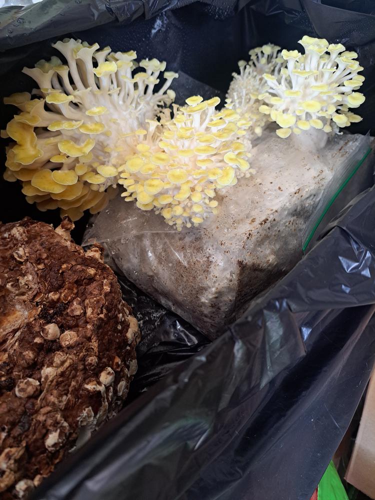 Organic Golden Oyster Mushroom Grow Kit Fruiting Block - Customer Photo From Kameron Grey