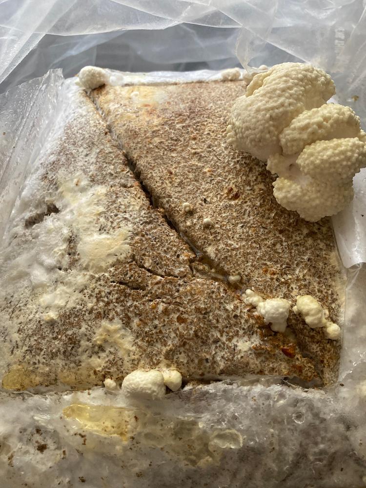 Organic Golden Oyster Mushroom Grow Kit Fruiting Block - Customer Photo From Merry Britt