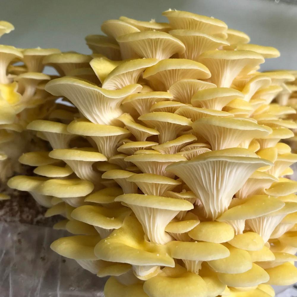 Organic Golden Oyster Mushroom Grow Kit Fruiting Block - Customer Photo From Ensa M.