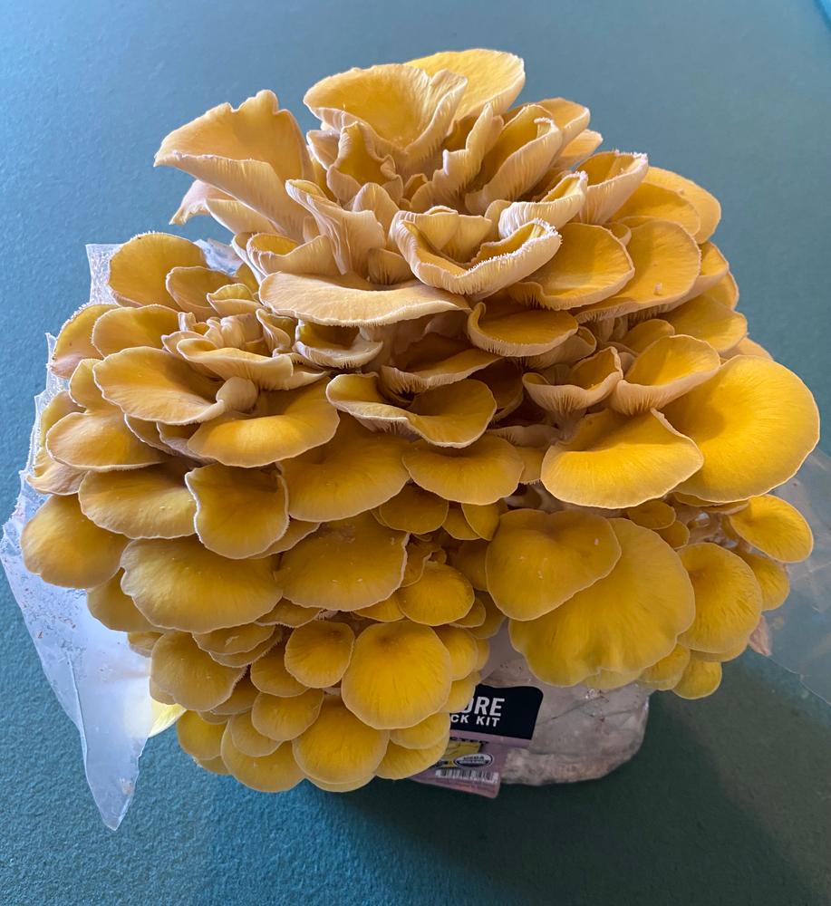 Organic Golden Oyster Mushroom Grow Kit Fruiting Block - Customer Photo From Doug Horn