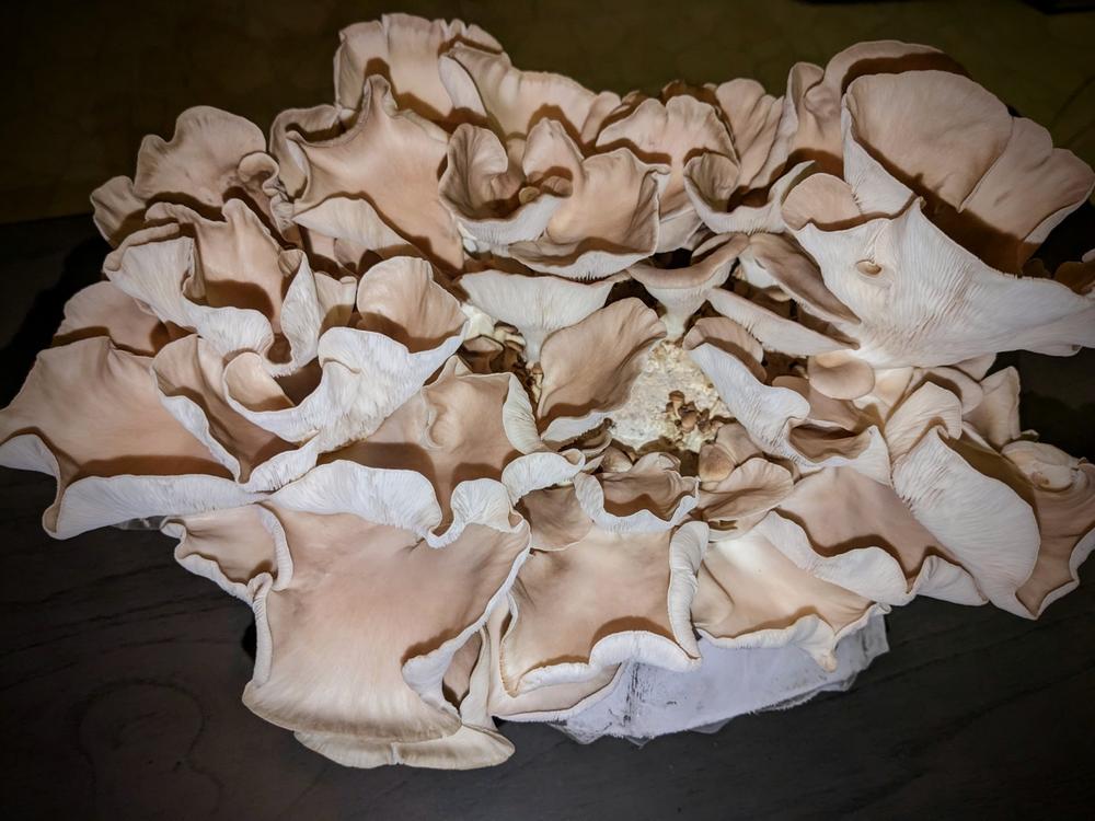 Organic Italian Oyster Mushroom Grow Kit Fruiting Block - Customer Photo From Cody OPP