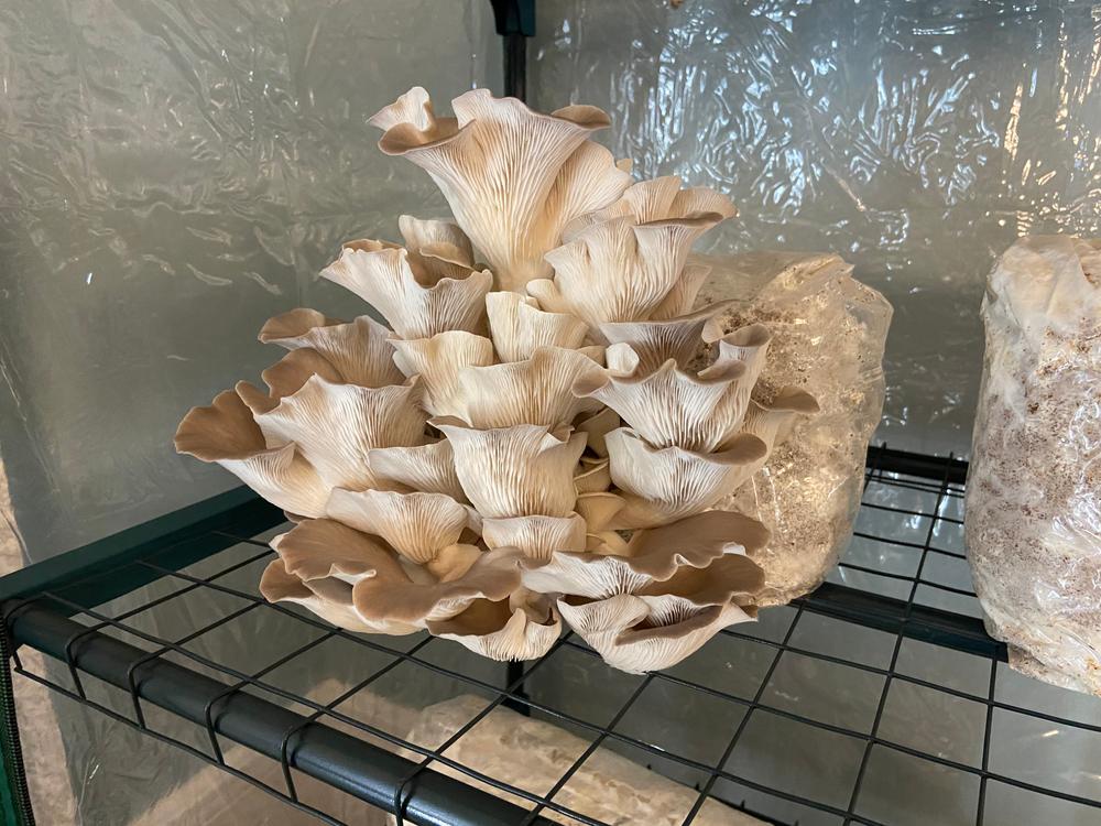 Organic Italian Oyster Mushroom Grow Kit Fruiting Block - Customer Photo From Paul Riggs