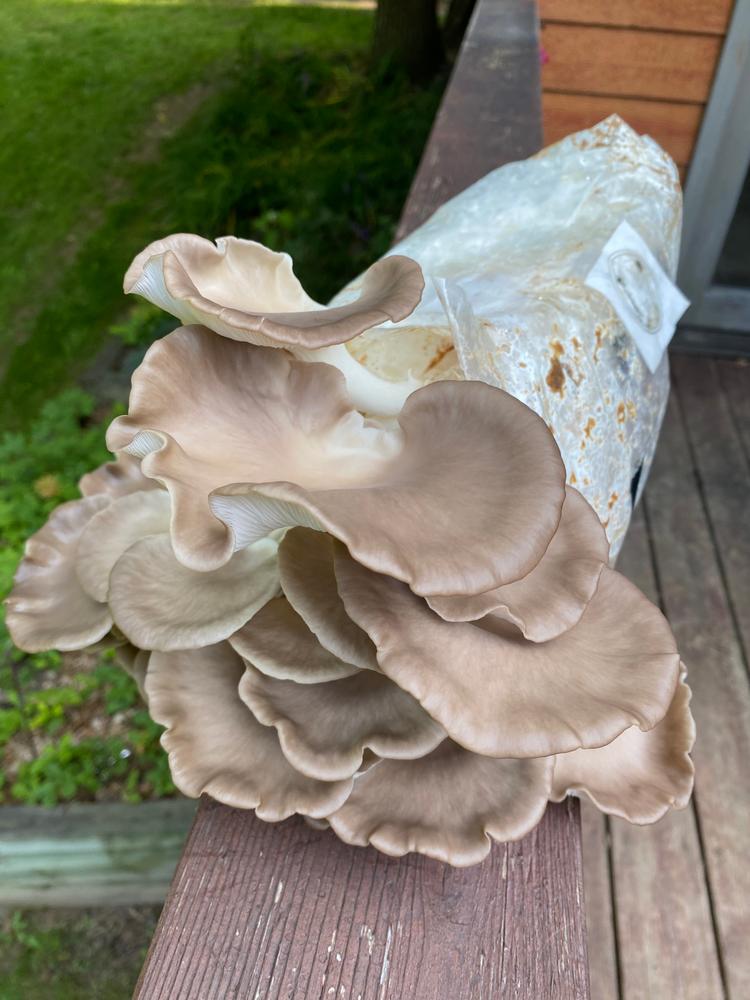 Organic Italian Oyster Mushroom Grow Kit Fruiting Block - Customer Photo From Josie