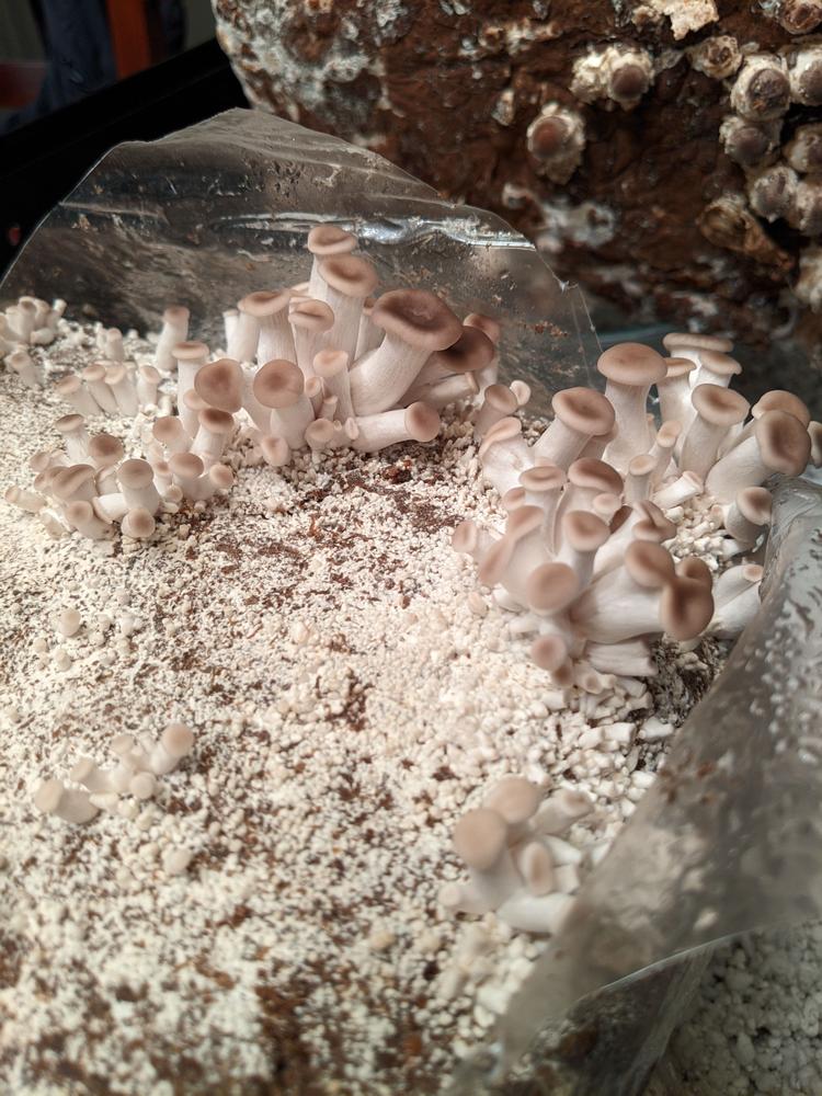 Organic Italian Oyster Mushroom Grow Kit Fruiting Block - Customer Photo From Brian