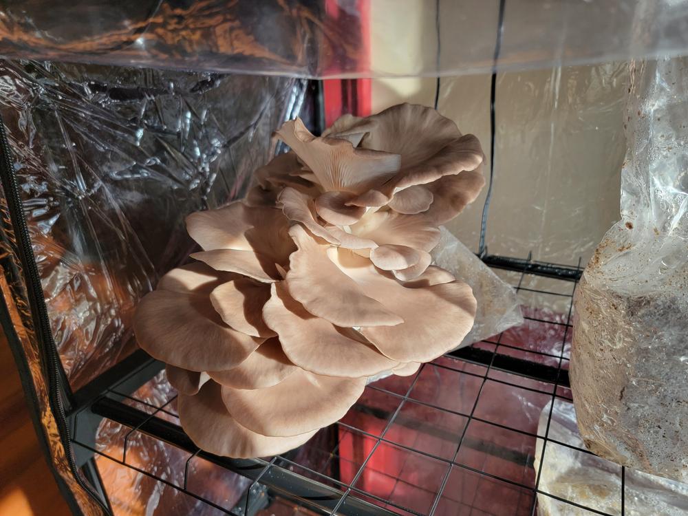 Organic Italian Oyster Mushroom Grow Kit Fruiting Block - Customer Photo From Jason