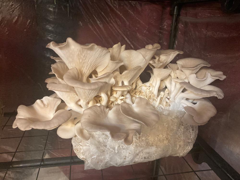 Organic Italian Oyster Mushroom Grow Kit Fruiting Block - Customer Photo From James 