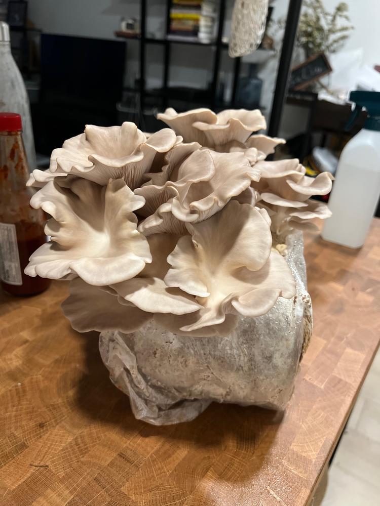 Organic Italian Oyster Mushroom Grow Kit Fruiting Block - Customer Photo From brian