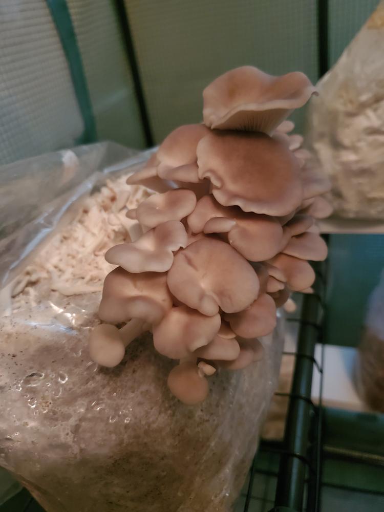 Organic Italian Oyster Mushroom Grow Kit Fruiting Block - Customer Photo From Scott