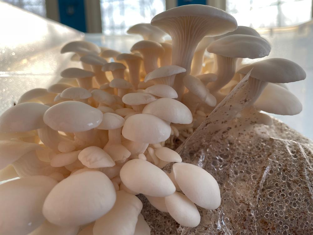 Organic Snow Oyster Mushroom Grow Kit Fruiting Block - Customer Photo From Karen Mittu