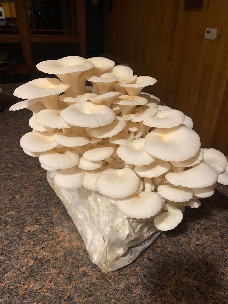 Organic Snow Oyster Mushroom Grow Kit Fruiting Block - Customer Photo From Taylor P 