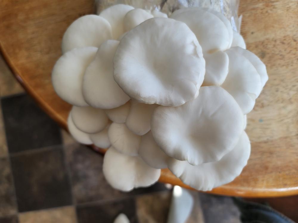 Organic Snow Oyster Mushroom Grow Kit Fruiting Block - Customer Photo From Heather Potash