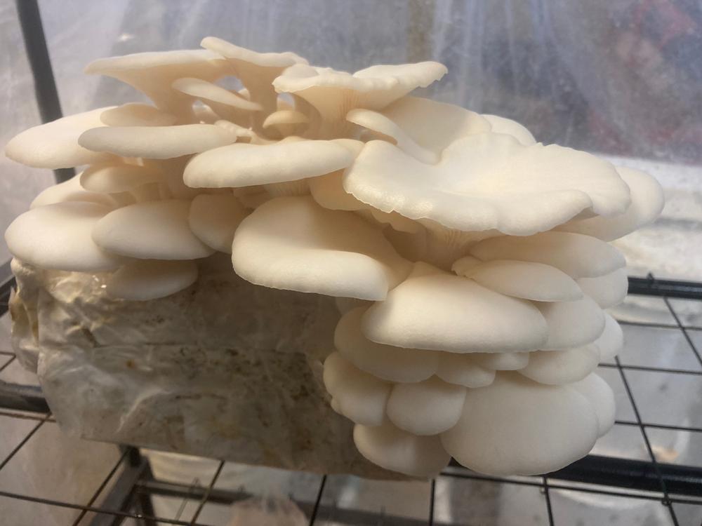 Organic Snow Oyster Mushroom Grow Kit Fruiting Block - Customer Photo From J.R.