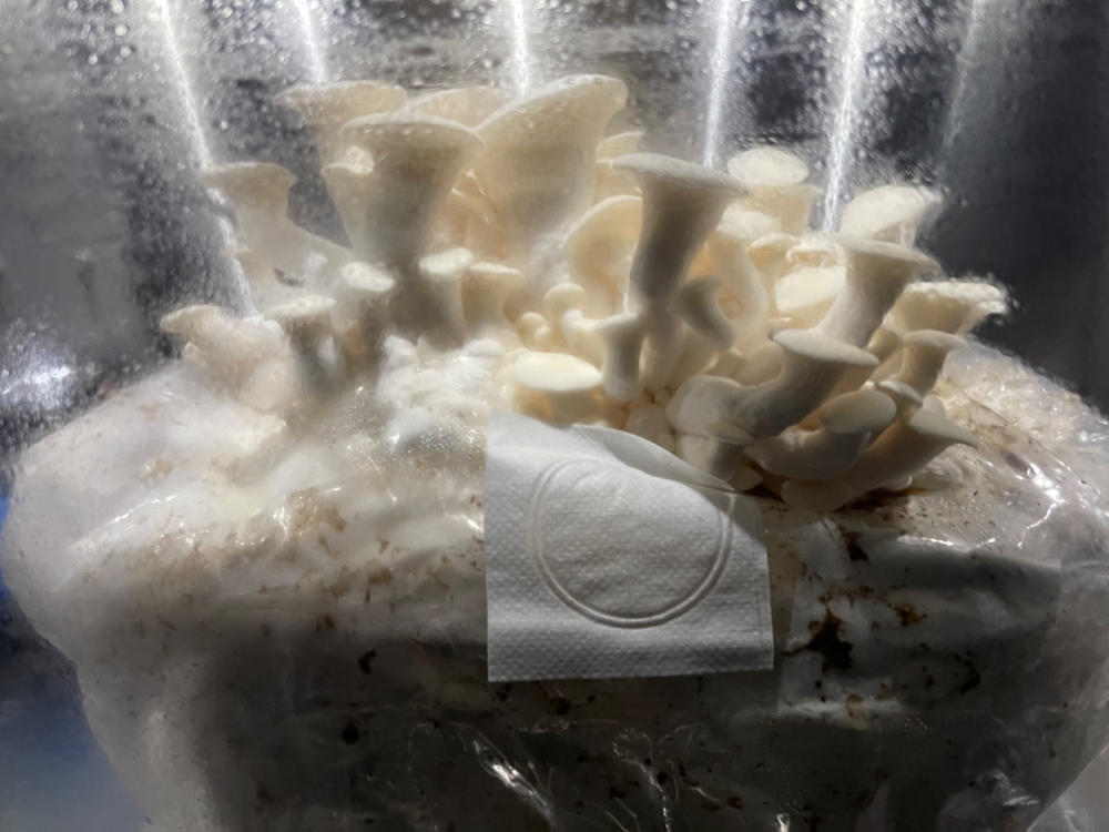 Organic Snow Oyster Mushroom Grow Kit Fruiting Block - Customer Photo From John Sanford