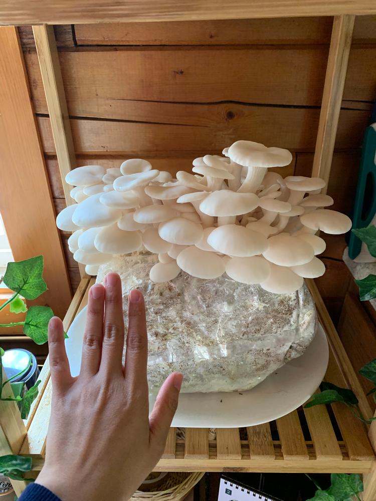 Organic Snow Oyster Mushroom Grow Kit Fruiting Block - Customer Photo From Susan 