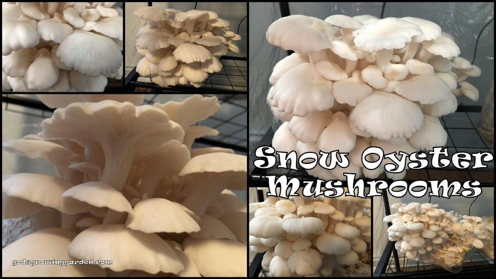 Organic Snow Oyster Mushroom Grow Kit Fruiting Block - Customer Photo From Angie Tower