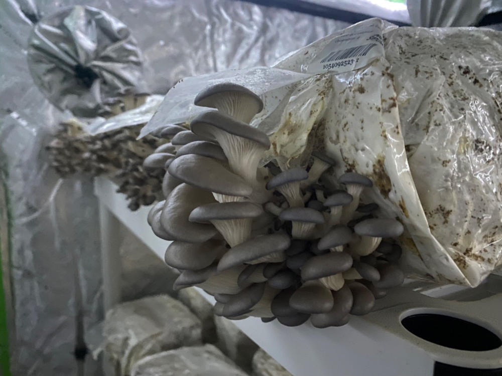 Organic Blue Oyster Mushroom Grow Kit Fruiting Block - Customer Photo From Michael Wood