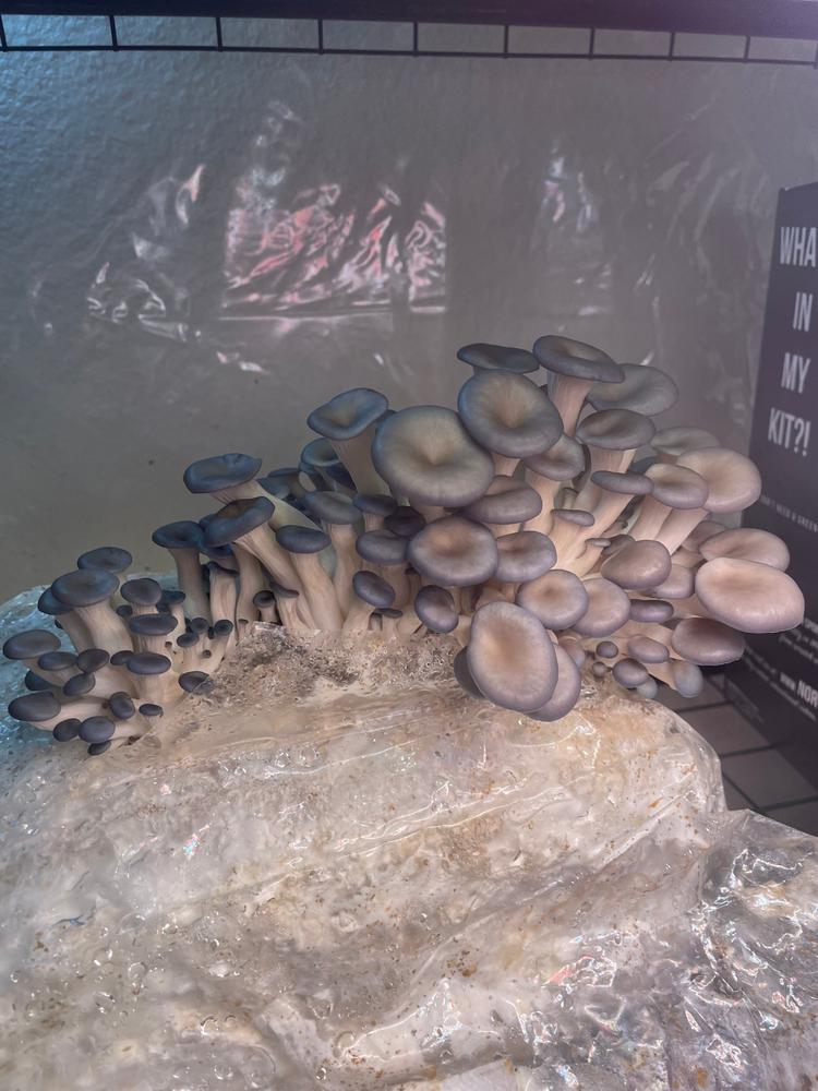 Organic Blue Oyster Mushroom Grow Kit Fruiting Block - Customer Photo From Marisol