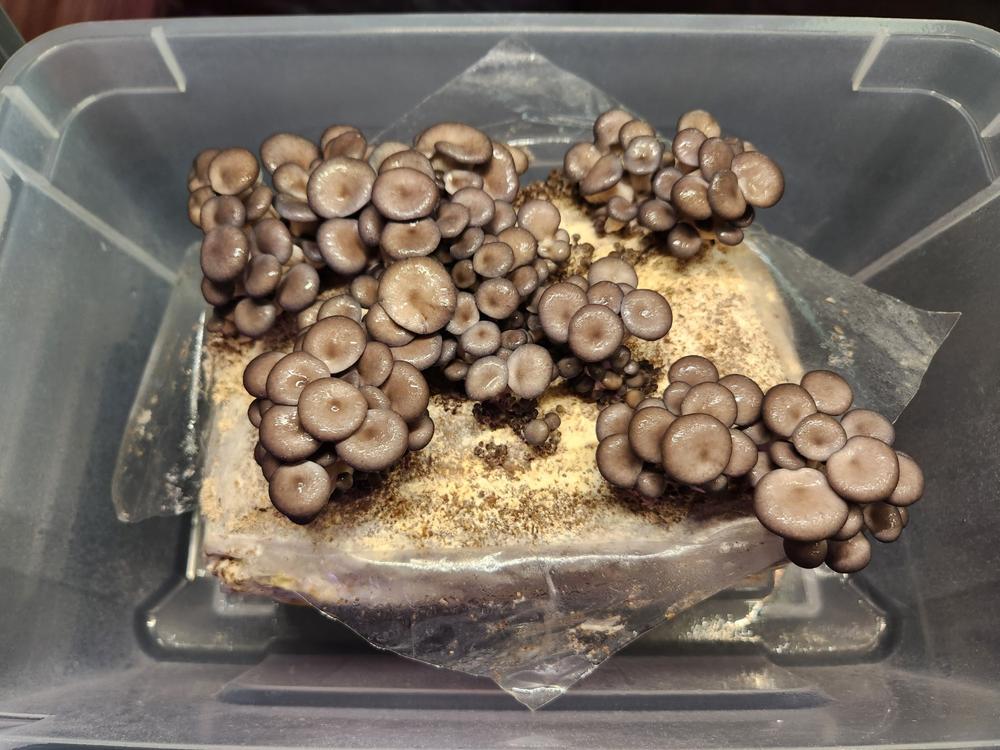 Organic Blue Oyster Mushroom Grow Kit Fruiting Block - Customer Photo From Ruth LovettSmith