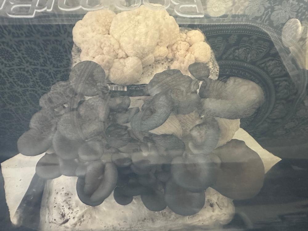 Organic Blue Oyster Mushroom Grow Kit Fruiting Block - Customer Photo From Melissa