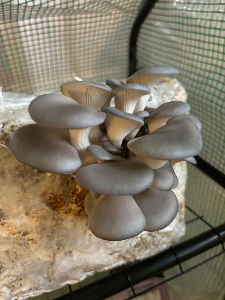 Organic Blue Oyster Mushroom Grow Kit Fruiting Block - Customer Photo From Hannah 