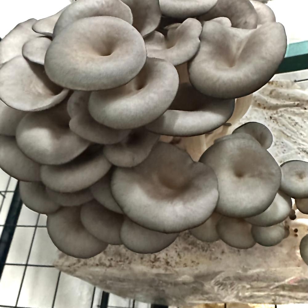 Organic Blue Oyster Mushroom Grow Kit Fruiting Block - Customer Photo From Casey