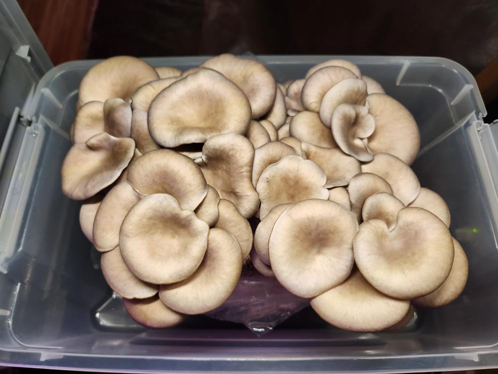 Organic Blue Oyster Mushroom Grow Kit Fruiting Block - Customer Photo From Ruth LovettSmith