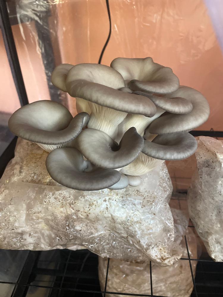 Organic Blue Oyster Mushroom Grow Kit Fruiting Block - Customer Photo From Beaux 