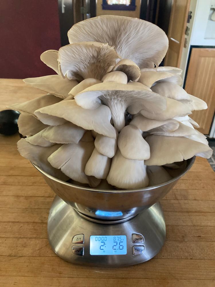 Organic Blue Oyster Mushroom Grow Kit Fruiting Block - Customer Photo From J,R.