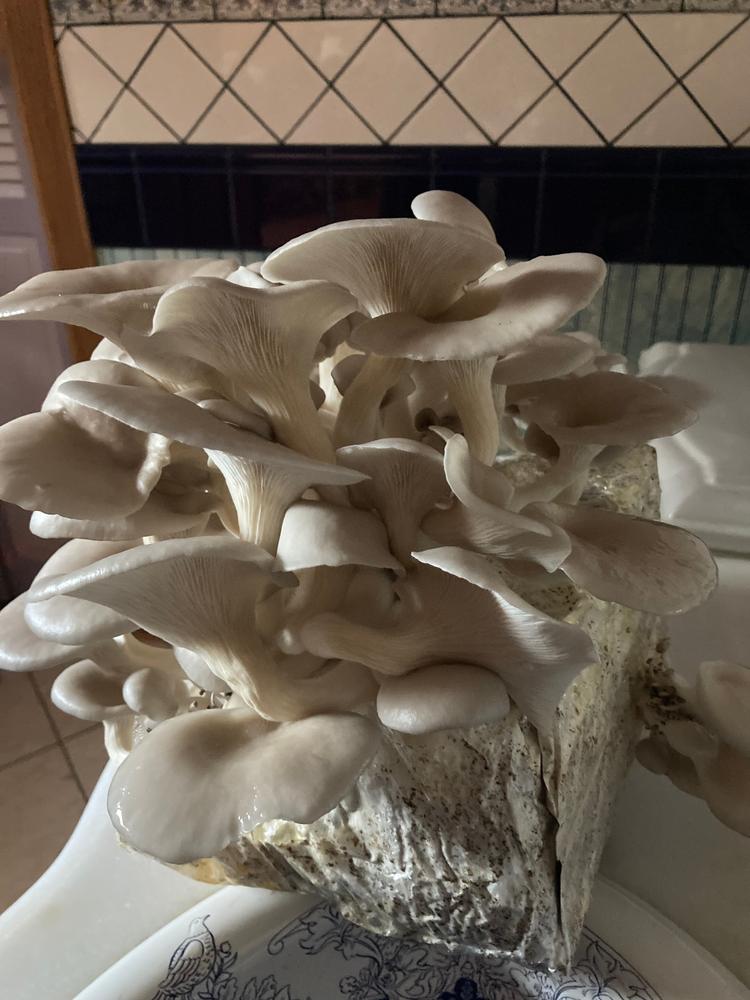Organic Blue Oyster Mushroom Grow Kit Fruiting Block - Customer Photo From J.R.