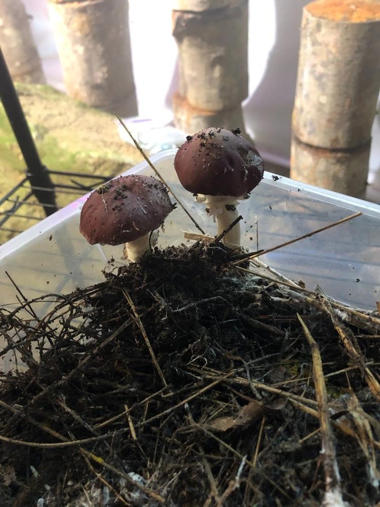 Mind & Body Mushroom Tincture Variety Pack - Customer Photo From Gary Greenwood