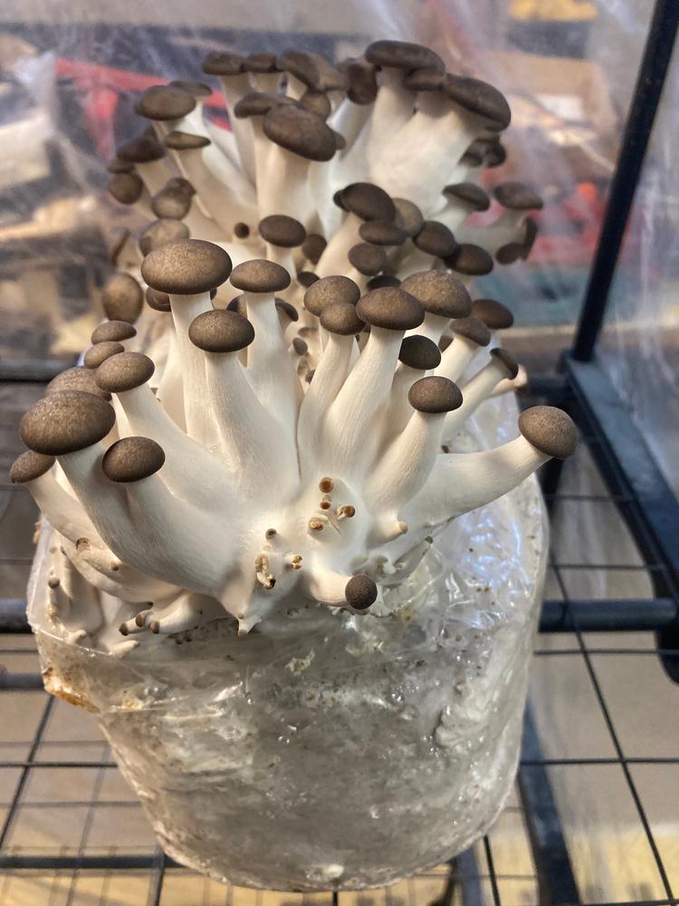 Organic Black King Mushroom Grow Kit Fruiting Block - Customer Photo From James Lingenfelser