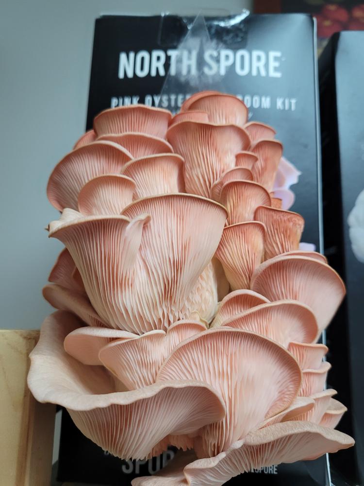 Growing Gourmet & Medicinal Mushrooms - Customer Photo From Lisa Pickering