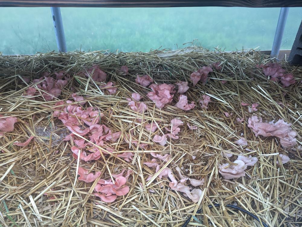 Organic Pink Oyster Mushroom Sawdust Spawn - Customer Photo From Billy Joel