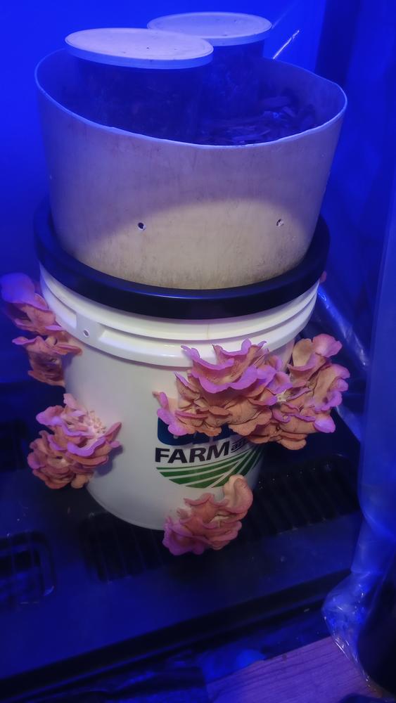 Organic Pink Oyster Mushroom Sawdust Spawn - Customer Photo From Chris Salisbury