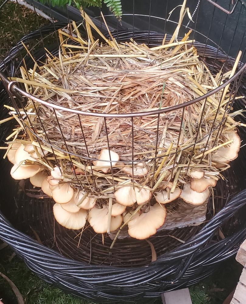 Organic Pink Oyster Mushroom Sawdust Spawn - Customer Photo From Kimberly Crinella