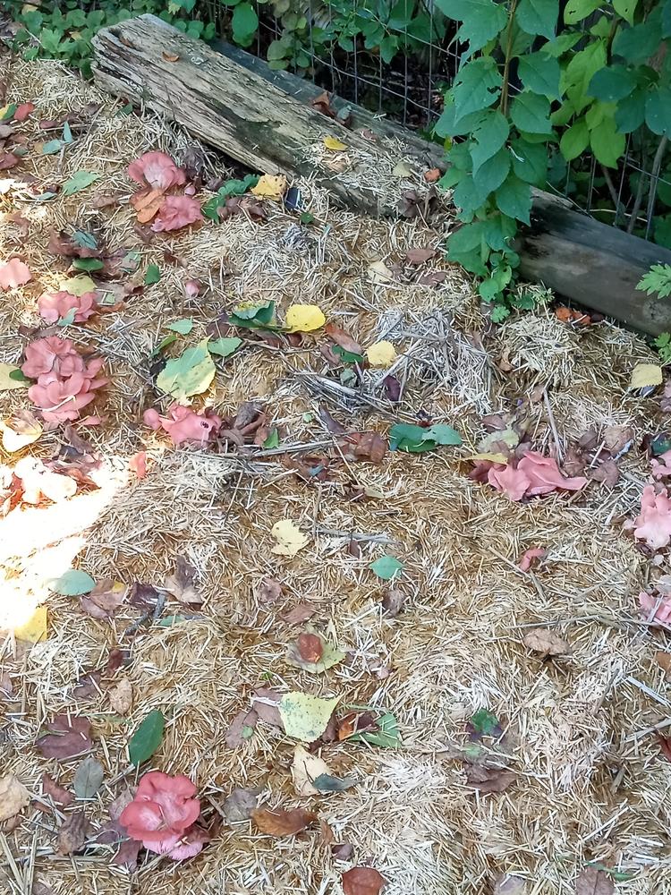 Organic Pink Oyster Mushroom Sawdust Spawn - Customer Photo From Terry Brown