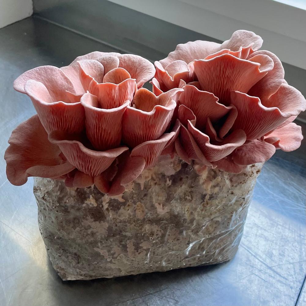 Organic Pink Oyster Mushroom Grow Kit Fruiting Block - Customer Photo From Amy B. 
