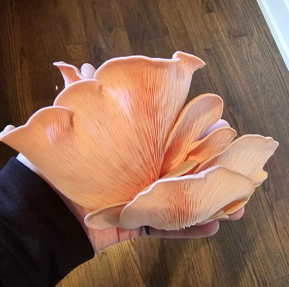 Organic Pink Oyster Mushroom Grow Kit Fruiting Block - Customer Photo From Liz