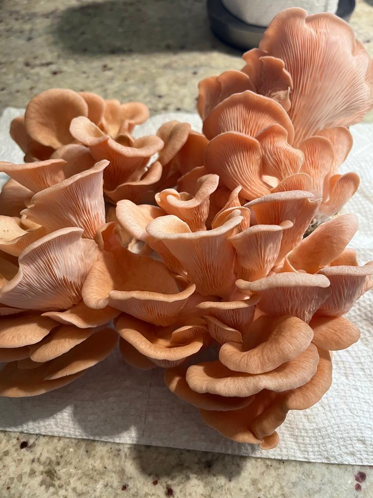 Organic Pink Oyster Mushroom Grow Kit Fruiting Block - Customer Photo From Paula T