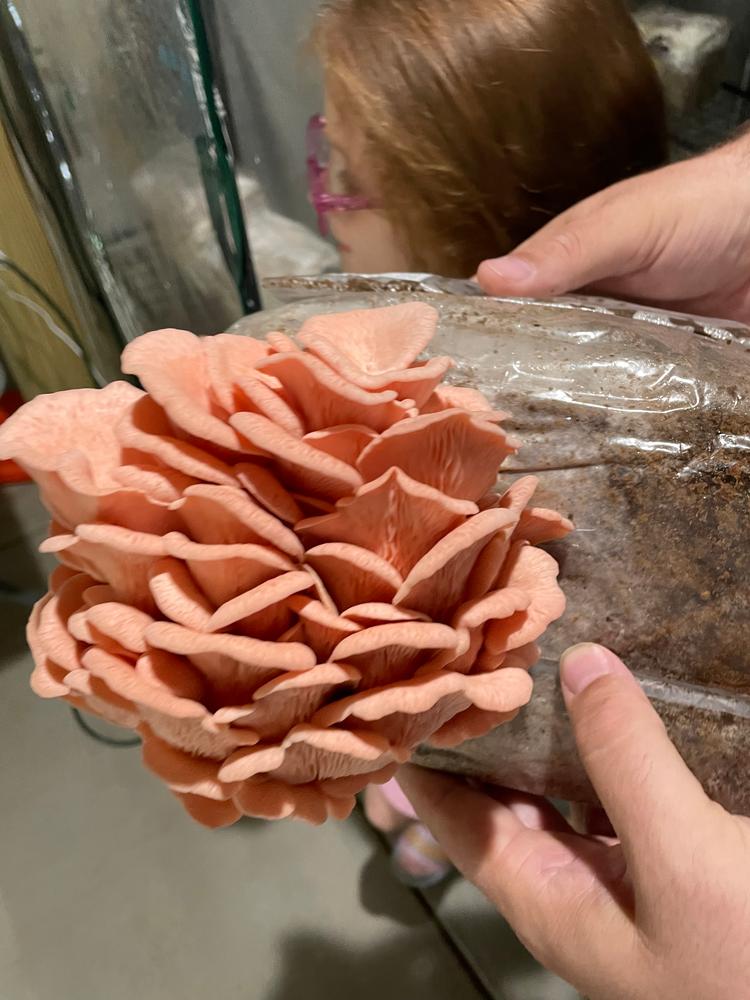 Organic Pink Oyster Mushroom Grow Kit Fruiting Block - Customer Photo From John